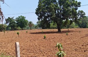 नारायणपुर का मॉडल बना मिसाल, किसानों के खेतों में फलदार क्रांति