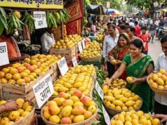 पटना में नाबार्ड आम महोत्सव 2026 शुरू, किसानों को सीधे बाजार और निर्यातकों से जोड़ा गया