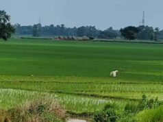 पटना समेत 11 शहरों में सैटेलाइट टाउनशिप की जमीन पर लगी खरीद-बिक्री की रोक हटाई गई