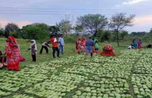 तेंदूपत्ता संग्राहकों के खातों में पहुंचे 12 करोड़, हजारों परिवारों के चेहरे पर लौटी मुस्कान