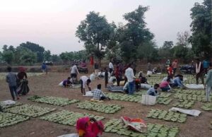 बस्तर में तेंदूपत्ता खरीदी का नया रिकॉर्ड, फिर भी 50 हजार संग्राहकों ने नहीं किया संग्रहण कार्य