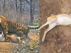 कटनी के जंगल में तालाब में जहर घोलने से 14 चीतल-सांभरों की मौत, बाघों पर भी मंडराया खतरा