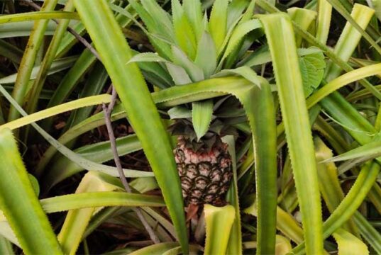 मेड़ पर लगाए थे कुछ पौधे… आज हर साल 2.5 लाख की कमाई