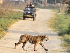 काठमांडू में गूंजेगी भोपाल के बाघों की कहानी, 42 देशों के वैज्ञानिक करेंगे अध्ययन