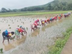 लगातार बारिश से पंच परगना में धान रोपाई ने पकड़ी रफ्तार, किसानों के चेहरे खिले