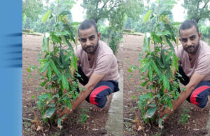 झाबुआ जिला अध्यक्ष रविंद्र भाटी ने आम के वृक्ष झाबुआ में लगाए
