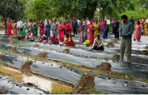 रायपुर : जलवायु परिवर्तन के दौर में किसानों के लिए वरदान बनेगी ग्राफ्टेड सब्जी: धमतरी में वैज्ञानिक प्रशिक्षण संपन्न