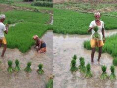 बारिश से किसानों को राहत, पटना में धान रोपनी ने पकड़ी रफ्तार