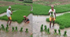 बारिश से किसानों को राहत, पटना में धान रोपनी ने पकड़ी रफ्तार