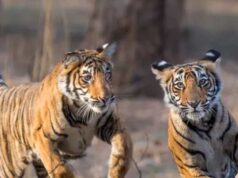 बाघ संरक्षण के प्रति युवाओं को जागरूक करने वन विहार में हुई ओपन क्विज और रेस्क्यू वर्कशॉप