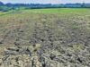बस्तर संभाग में बारिश की बेरुखी से बढ़ी सूखे की चिंता, किसान परेशान
