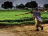 CG में बारिश थमते ही खेती पर असर, बोवनी और रोपाई का काम हुआ प्रभावित