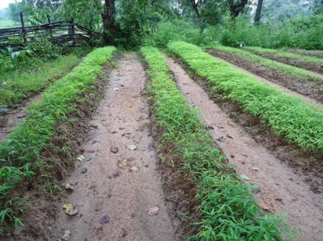 Chhattisgarh_News_07-3-3.jpg