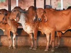 गोसंरक्षण से ग्रामीण समृद्धि: उत्तर प्रदेश का बहुआयामी विकास मॉडल दिनेश सिंह