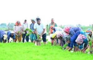 कृषि कार्यों में शामिल हुए शिक्षा मंत्री गजेन्द्र यादव