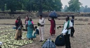 तेन्दूपत्ता संग्राहकों के खातों में पहुंचने लगी बोनस राशि