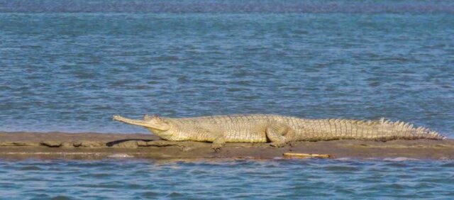 cHAMBAL_02.jpg