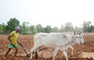 मुख्यमंत्री डॉ. यादव 10.54 लाख किसानों के खातों में 1460.25 करोड़ की राशि करेंगे अंतरित