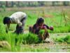 झारखंड में किसानों के लिए बड़ा फैसला, भूमि संरक्षण योजनाओं पर मंत्री ने दिखाई सख्ती