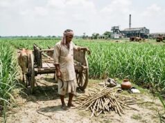 बिहार में चीनी उत्पादन घटा, बेहतर रिकवरी रेट के बावजूद चुनौती बरकरार