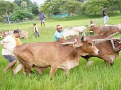 अपनी माटी और खेती-किसानी से मुख्यमंत्री विष्णु देव साय का आत्मीय जुड़ाव