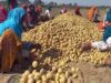 आलू किसानों के लिए योगी सरकार का बड़ा फैसला, 1000 करोड़ के भाव स्थिरता कोष समेत 3 योजनाएं लागू