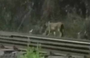CG की रेल सुरंग में ट्रैक पर टहलता दिखा तेंदुआ, कर्मचारियों में दहशत