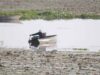 बड़ा तालाब में कीटनाशक छिड़काव पर NGT सख्त, कलेक्टर और नगर निगम को नोटिस