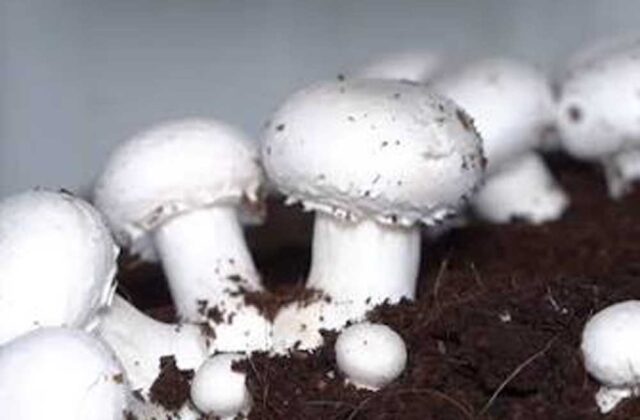 Mashroom_01.jpg
