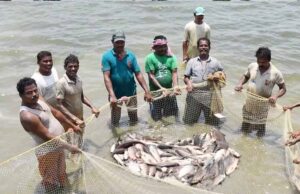प्रधानमंत्री मत्स्य संपदा योजना ने बदली किसानों की किस्मत, मछली पालन बना अतिरिक्त आमदनी का मजबूत जरिया