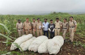 ऑपरेशन ग्रीन स्ट्राइक के तहत बड़वानी पुलिस की बड़ी कार्रवाई