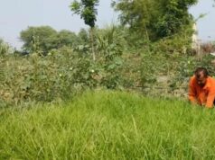 एक एकड़ मड़ुआ की खेती से 60 हजार तक मुनाफा! सारण में मोटे अनाज की खेती को मिलेगा बढ़ावा