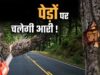 भोपाल मास्टर प्लान 2047 पर पर्यावरण की चिंता, 791 किमी सड़क नेटवर्क के लिए 2.89 लाख पेड़ों पर खतरा