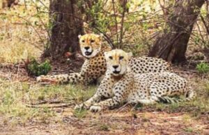 चीतों के स्वागत को तैयार नौरादेही, 7 अक्टूबर को कूनो से लाए जाएंगे 2 चीते; बनेगा तीन बड़ी बिल्लियों का घर