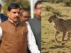 सागर के वीरांगना दुर्गावती टाइगर रिजर्व में आज 7 अक्टूबर को छोड़े जाएंगे 2 चीते, 439 हेक्टेयर में तैयार हुआ सुरक्षित ठिकाना