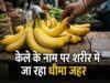 नवरात्र में केले की बढ़ी मांग, केमिकल से पकाने का खतरा! खरीदते समय इन बातों का रखें ध्यान