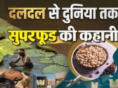 बिहार के मखाने का दुनिया में दबदबा, तालाबों से निकलकर न्यूयॉर्क-लंदन तक पहुंचा मिथिला का ‘सफेद मोती’