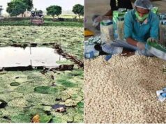 पीएम मोदी ने ‘मन की बात’ में की बिहार के मखाने की तारीफ, 18 से ज्यादा देशों में पहुंचा सीमांचल का स्वाद