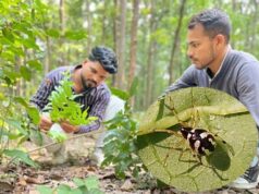 छत्तीसगढ़ के जंगल में मिली दुर्लभ मकड़ी ‘Mangora baii’, चीन के बाद भारत में पहली बार दर्ज हुई मौजूदगी