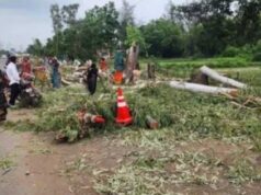 6911 पेड़ काटे, पौधे लगाने में फेल भोपाल नगर निगम! NGT ने लगाई फटकार, एक माह में मांगी रिपोर्ट