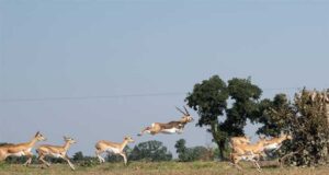 मानव–वन्य प्राणी संघर्ष और फसल क्षति कम करने के लिए कृष्ण-मृग स्थानांतरण अभियान का दूसरा चरण हुआ प्रारंभ